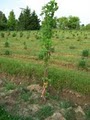 Norway Hills Spruce Farms, Inc. image 3