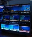 O Street Aquarium image 5