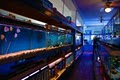 O Street Aquarium image 6