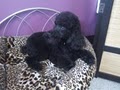 Oh My Dog Daycare & Grooming Spa image 3