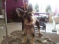Oh My Dog Daycare & Grooming Spa image 4