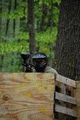 Orchard Hills Paintball image 9