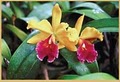 Orchid Flower Restaurant image 5