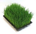 Organic Wheatgrass Flats Los Angeles image 1