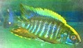PJ's Tropical Fish Inc. image 4
