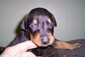 Pinscher Pups image 4
