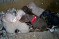 Pinscher Pups image 5