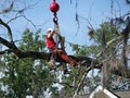 Premier Tree Service image 2