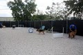 Preppy Pet of Boynton Beach image 3