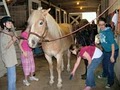 Prettty Pony Pastures image 6