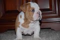 Qualityenglishbulldog image 2