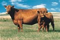 Red Angus Association of America image 2