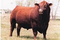 Red Angus Association of America image 3