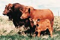 Red Angus Association of America image 1