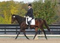 Rettger Dressage image 4