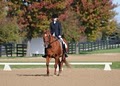 Rettger Dressage image 6