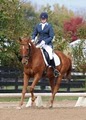 Rettger Dressage image 7