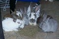 Rex's Bunny Ranch image 4