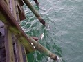 Rich's Pier Fishing Trips image 6