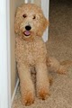 Ridens Goldendoodles image 2