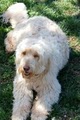 Ridens Goldendoodles image 3