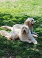 Ridens Goldendoodles logo