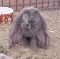 Rock Star Rabbitry image 7