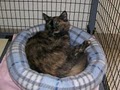 Rogue Valley Humane Society image 5