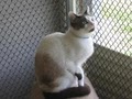 Rogue Valley Humane Society image 8