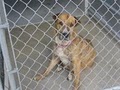 Rogue Valley Humane Society image 9