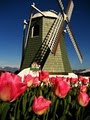 Roozengaarde Display Garden/Tulips.com image 3