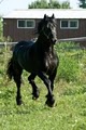 Royal Ebony Friesian Sporthorses image 1