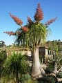 San Diego Botanic Garden image 2