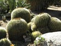 San Diego Botanic Garden image 3