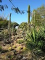 San Diego Botanic Garden image 7