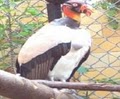 Seneca Park Zoo image 3