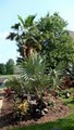 Silverleaf Lawn & Landscape, Inc. image 5