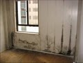 Specialist Mold Remediation Services image 2