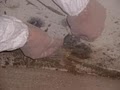 Specialist Mold Remediation Services image 3
