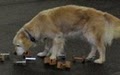 Spokane Dog Training Club Inc image 4