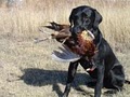 Sportsmans Acres Pheasant Hunts image 7