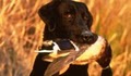 Sportsmans Acres Pheasant Hunts image 10
