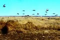 Sportsmans Acres Pheasant Hunts image 1