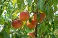 Styer Orchard Inc. image 5