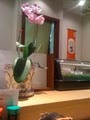 Sushi Bistro Masa image 3