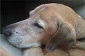 Sweet Dreams In-Home Pet Euthanasia image 2