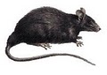 Tampa Pest Animal Control logo