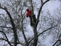 Tarzan Tree & Landscape Services image 2