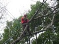 Tarzan Tree & Landscape Services image 3