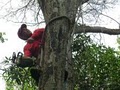 Tarzan Tree & Landscape Services image 1
